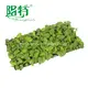 Anthurium Villenaorum Tissue Culture Plants - Consistent Quality & Health 3