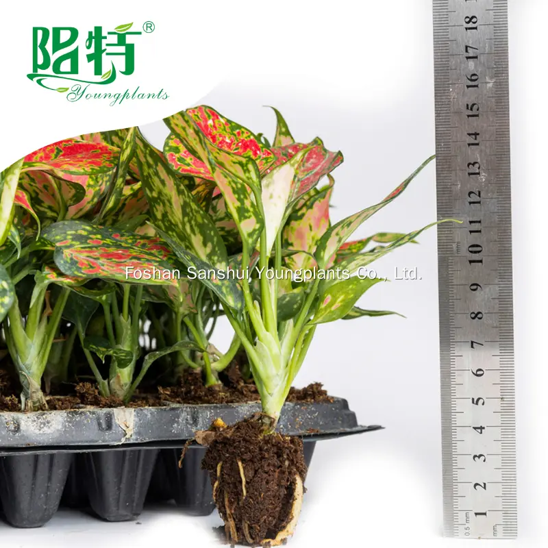 White Spot Aglaonema 'Red Mushroom' - Care Support and Quality Assurance 2