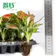 White Spot Aglaonema 'Red Mushroom' - Care Support and Quality Assurance 2