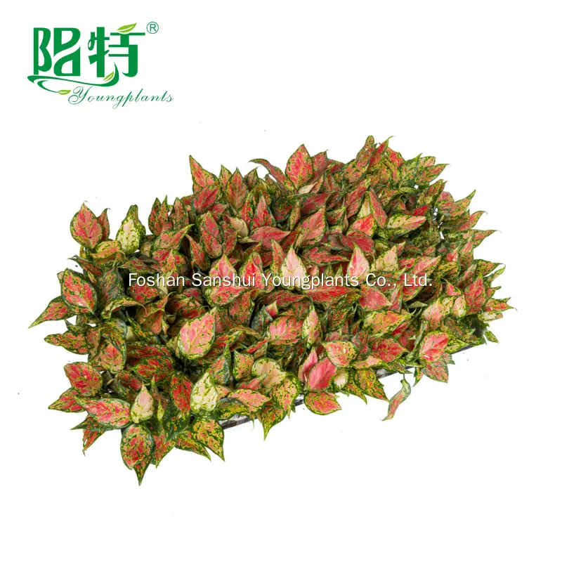 White Spot Aglaonema 'Red Mushroom' - Care Support and Quality Assurance 3