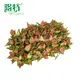White Spot Aglaonema 'Red Mushroom' - Care Support and Quality Assurance 3