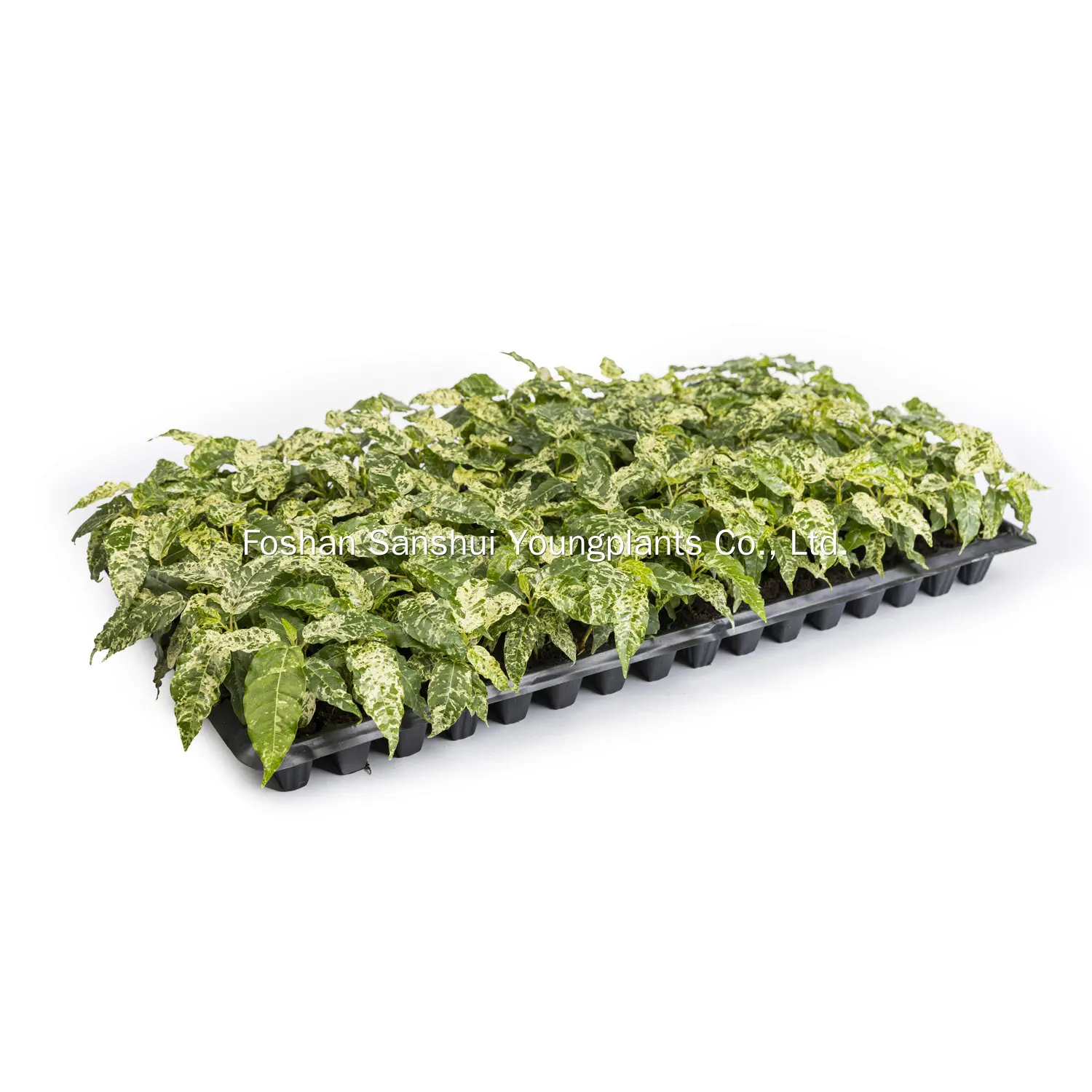 Ficus Aspera: Tropical Beauty for Any Space 3