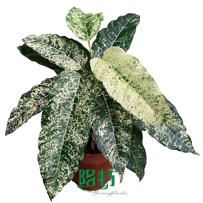 Foshan Youngplants | Ficus aspera Tissue Culture Clump Wholesale Supplier Varigata Live Plants 1