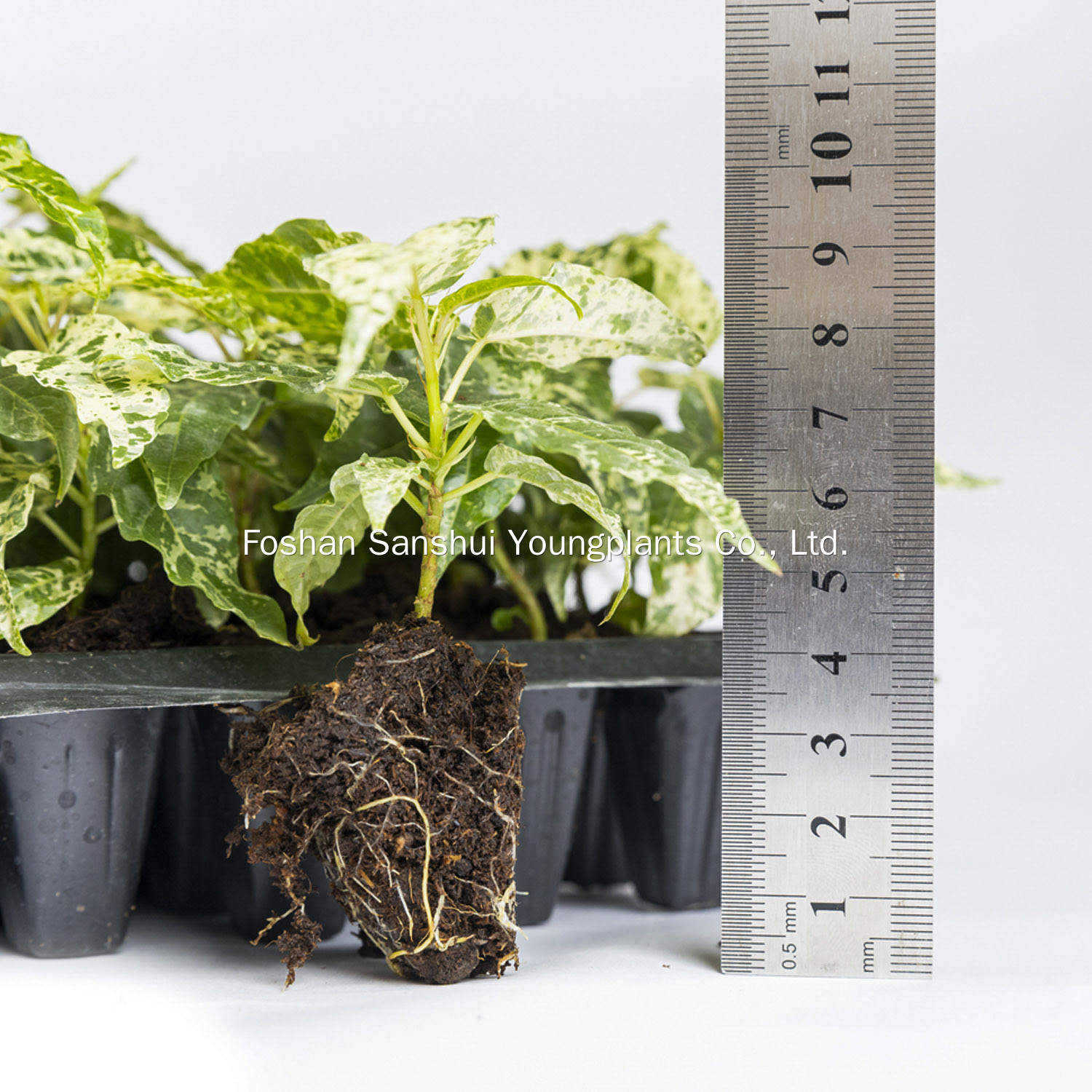 Foshan Youngplants | Ficus aspera: Tissue Culture Innovation for Sustainable Plant Production 1