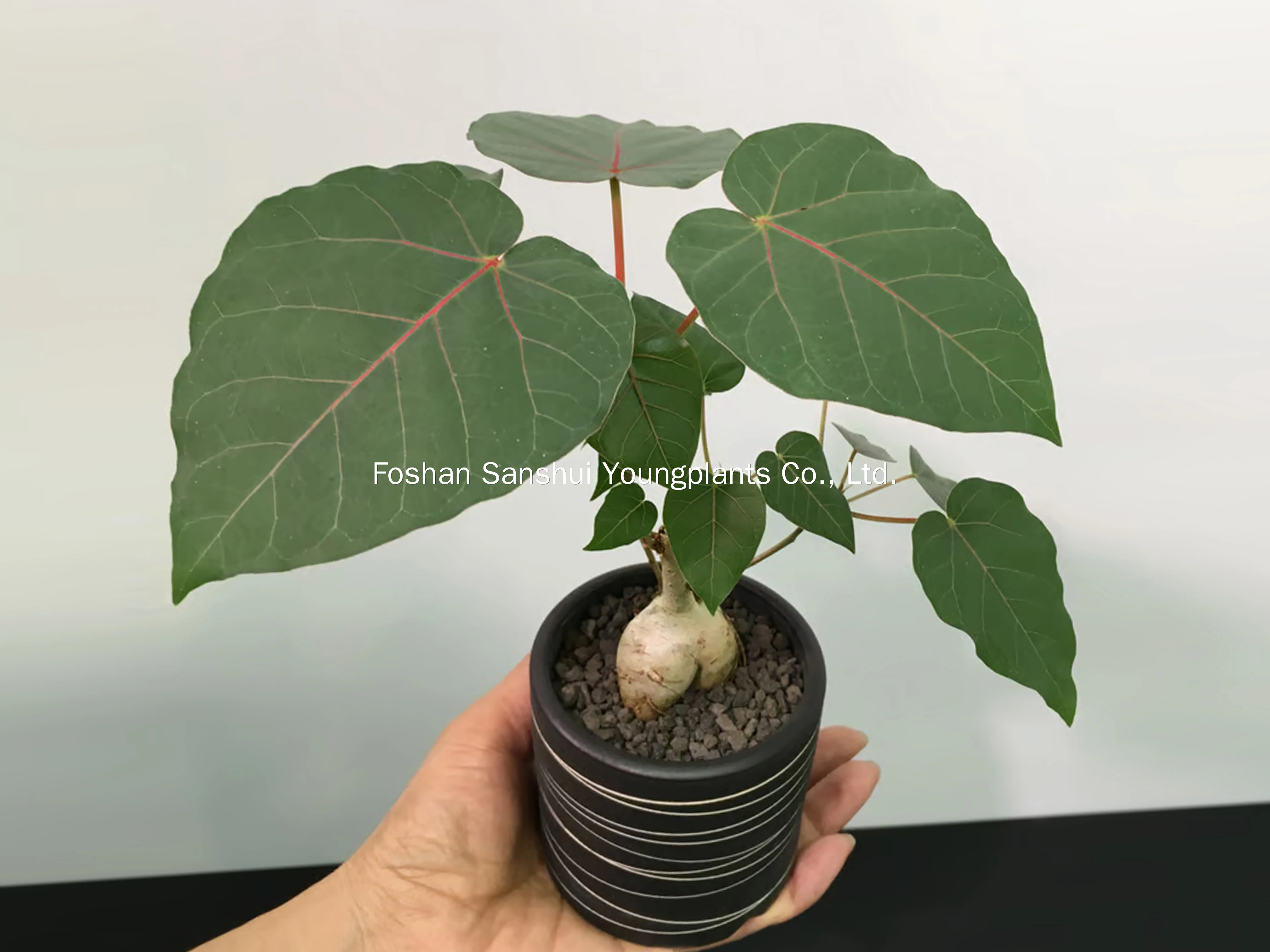 Foshan Youngplants | Ficus petiolaris Fig Rock Tissue Culture Plants Wholesale 1