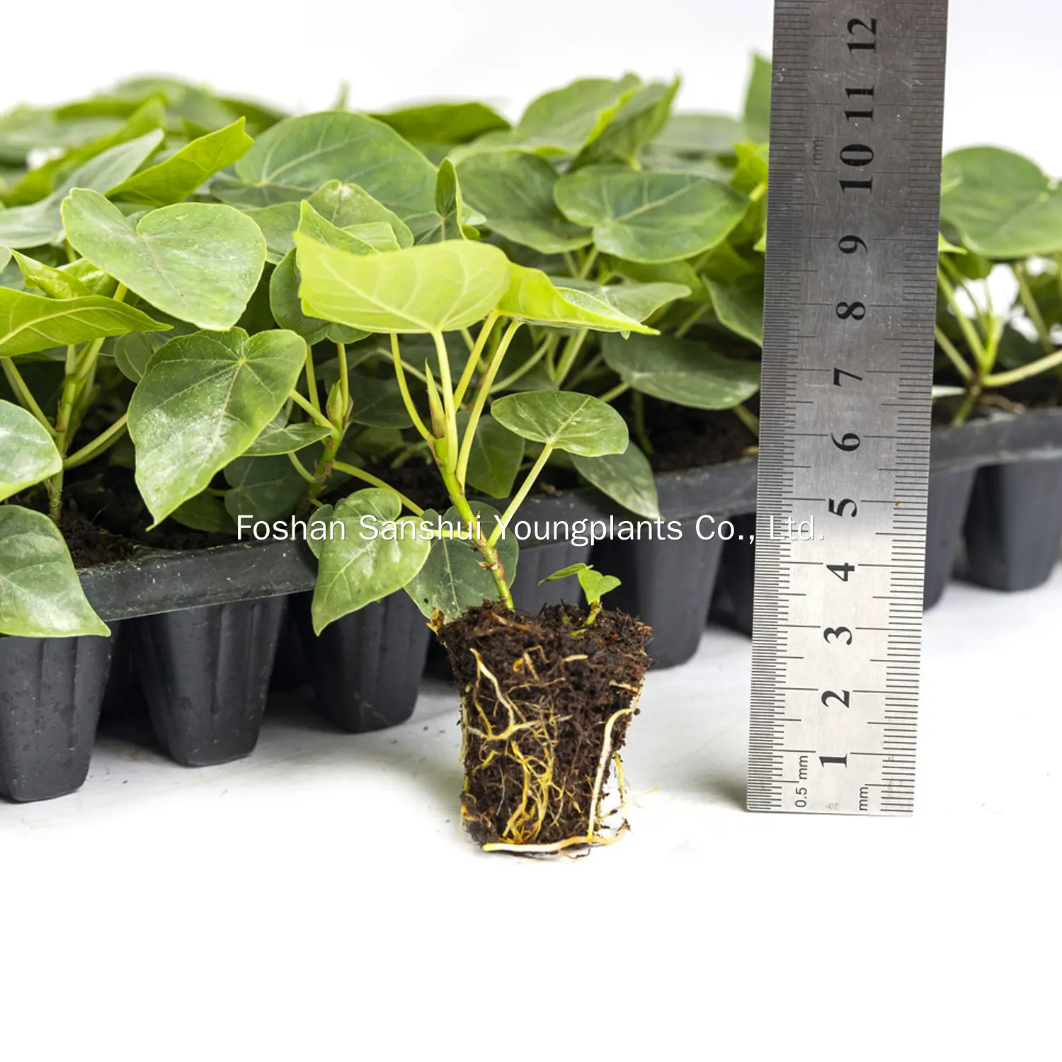 Yellow-Green Ficus Bonsai: Thrives in Moderate Sunlight & Humidity 2