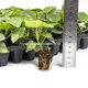 Yellow-Green Ficus Bonsai: Thrives in Moderate Sunlight & Humidity 2