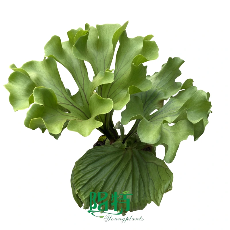 Foshan Youngplants | Platycerium ridleyi 'Round' Fern Tissue Culture Plants Wholesale Supplier 1