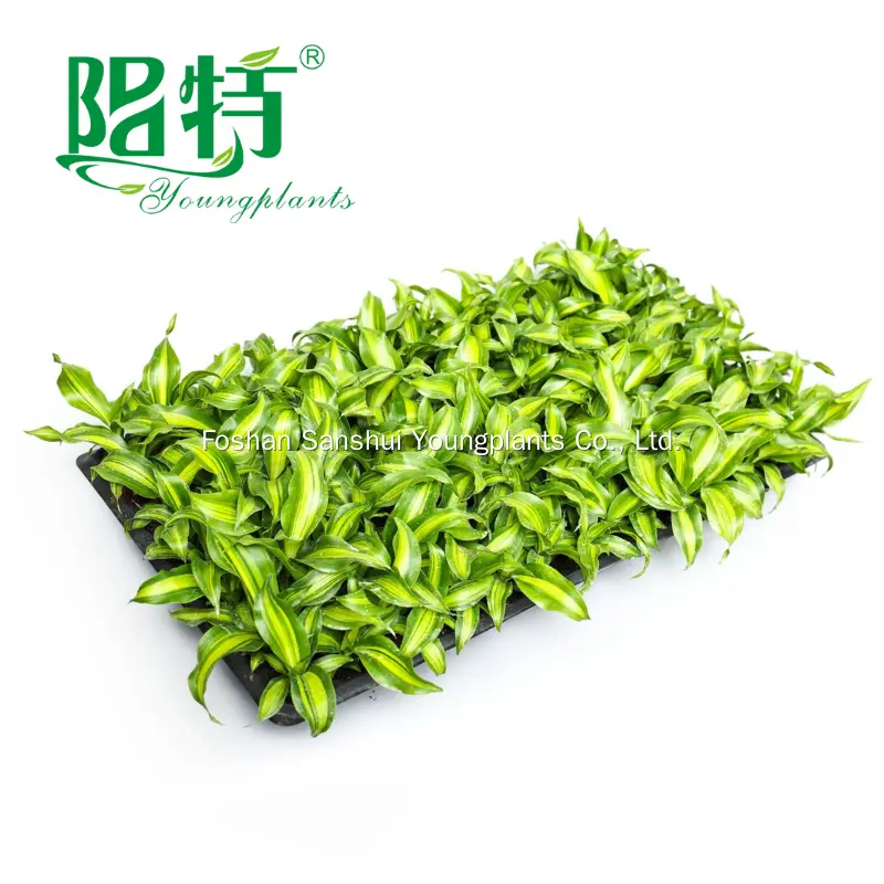 Wholesale Dracaena Gold Cord Plants - Premium Quality for Gardening 2