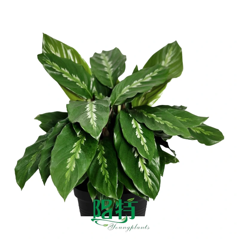 Foshan Youngplants | Calathea louisae 'Maui Queen' Plug Plants Wholesale 1