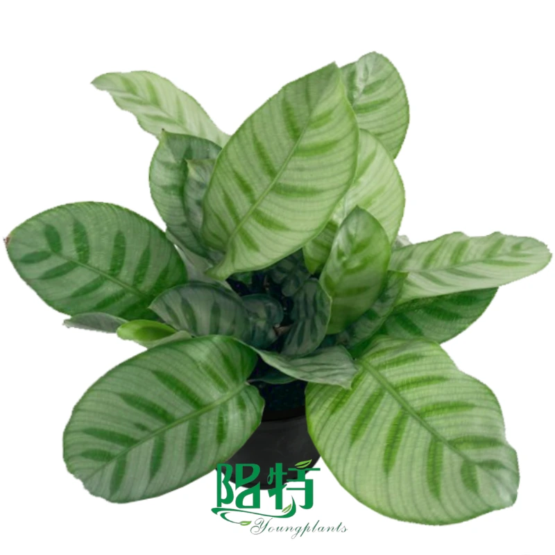 Foshan Youngplants | Calathea bella Tissue Culture Liner Plants Large Quantity Supplier 1