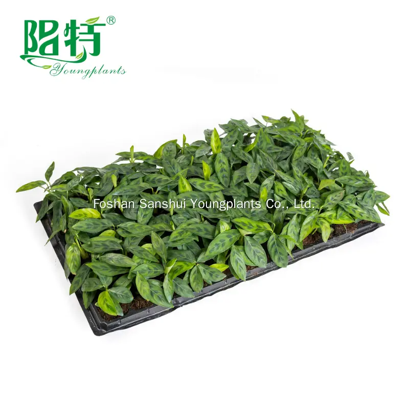 Ctenanthe Plant: Elegant Leaf with Green Spores 3