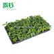 Ctenanthe Plant: Elegant Leaf with Green Spores 3