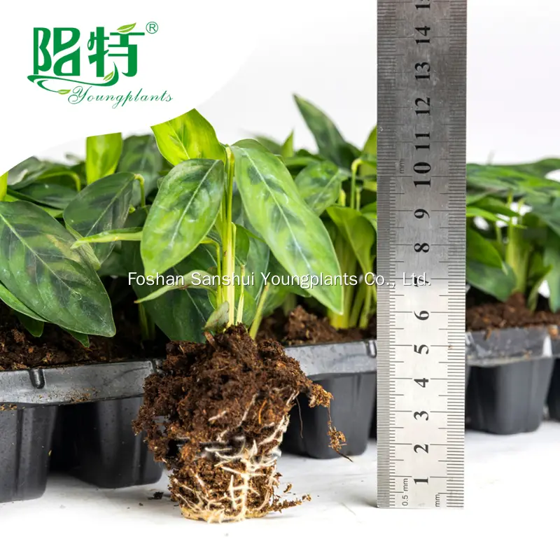 Ctenanthe Plant: Elegant Leaf with Green Spores 2