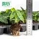 Ctenanthe Plant: Elegant Leaf with Green Spores 2
