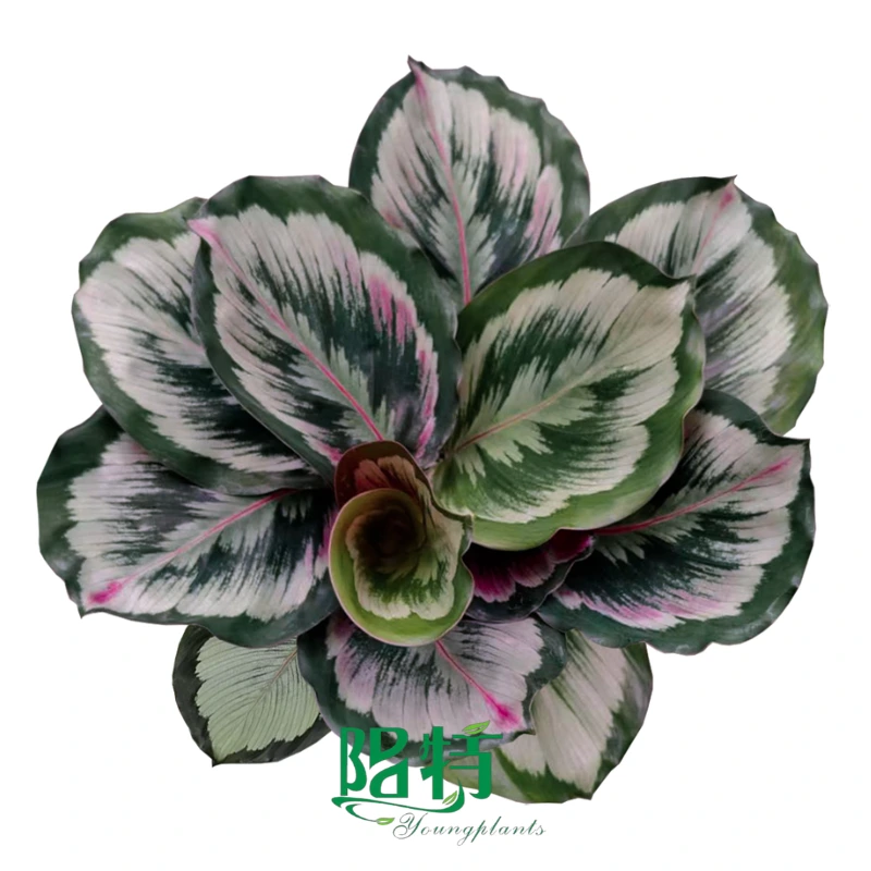 Foshan Youngplants | Calathea roseopicta 'Medallion V2' Tissue Culture Plants Wholesale Supplier 1