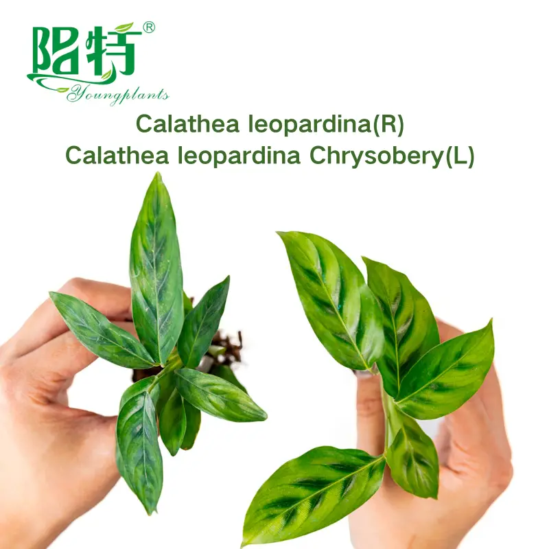 Ctenanthe Plant: Elegant Leaf with Green Spores 4