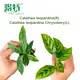 Ctenanthe Plant: Elegant Leaf with Green Spores 4