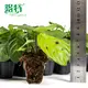 Black Maranta Prayer Plant Tissue Culture - Perennial Beauty 2