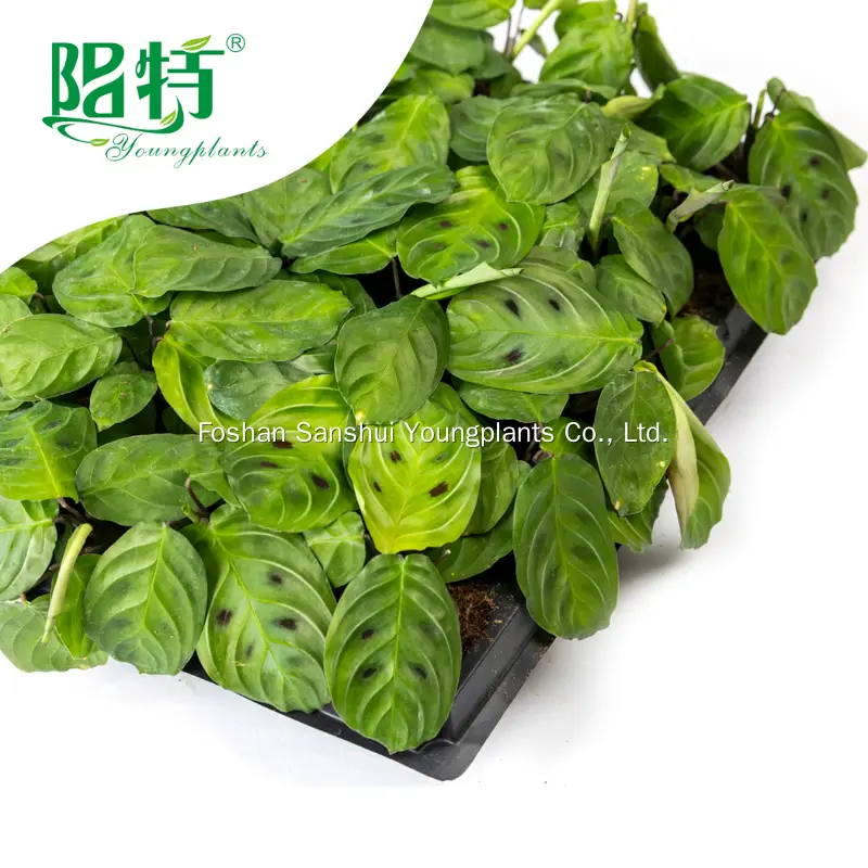 Black Maranta Prayer Plant Tissue Culture - Perennial Beauty 3