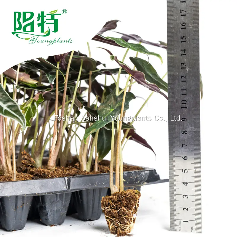 Alocasia Nobilis: Tropical Beauty with Dark Green Foliage 2