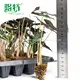 Alocasia Nobilis: Tropical Beauty with Dark Green Foliage 2
