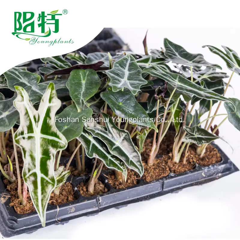 Alocasia Nobilis: Tropical Beauty with Dark Green Foliage 3