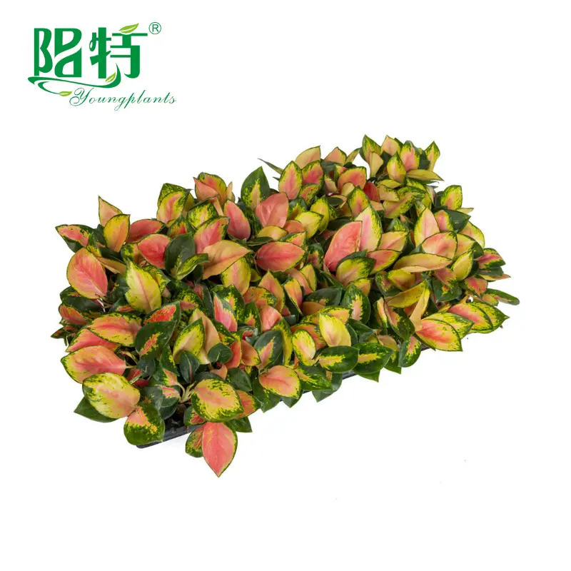 Young Plants Aglaonema Tissue Culture Factory Direct Supply 3