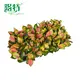 Young Plants Aglaonema Tissue Culture Factory Direct Supply 3