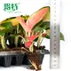 Young Plants Aglaonema Tissue Culture Factory Direct Supply 2
