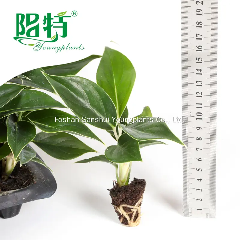 Young Plants Wholesale Seedling Wholesale Seedling Best Supplier 2