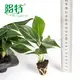 Young Plants Wholesale Seedling Wholesale Seedling Best Supplier 2