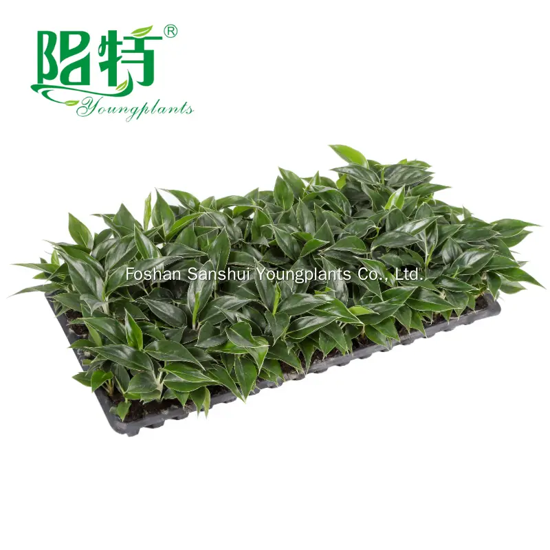 Young Plants Wholesale Seedling Wholesale Seedling Best Supplier 3