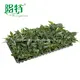 Young Plants Wholesale Seedling Wholesale Seedling Best Supplier 3