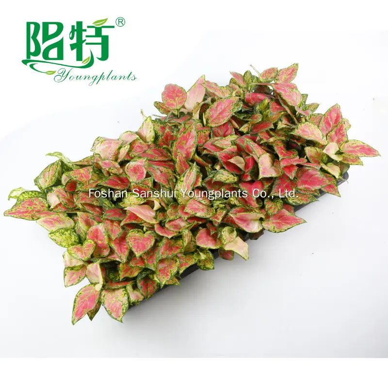 Xanthosoma: Mature Live Plant for Flower & Gardening 3
