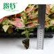 Xanthosoma: Mature Live Plant for Flower & Gardening 2