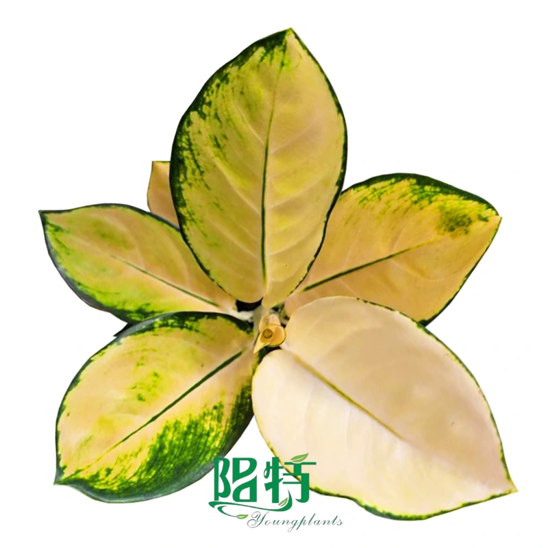 Foshan Youngplants | Aglaonema 'Gold' Tissue Culture Plants Wholesaler Supplier 1