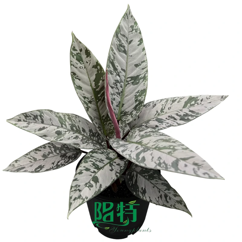Foshan Youngplants | Apoballis acutissima lavaille 'Red Sword' Tissue Culture Plants Wholesaler 1