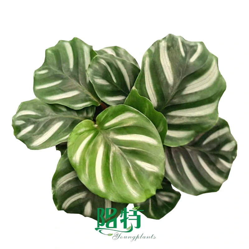 Foshan Youngplants | Calathea fasciata 'Besar' Tissue Culture Plants Wholesale Supply 1