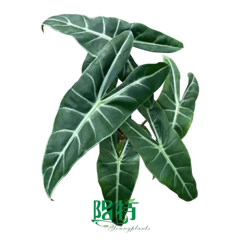 Foshan Youngplants | Alocasia longiloba Tissue Culture Plants Wholesale Supplier 1