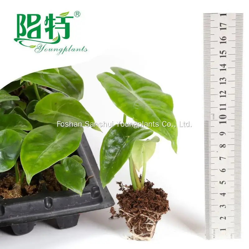 Silver Vein Alocasia - Tissue Culture Plants & Tray Liners 2