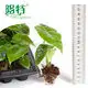 Silver Vein Alocasia - Tissue Culture Plants & Tray Liners 2