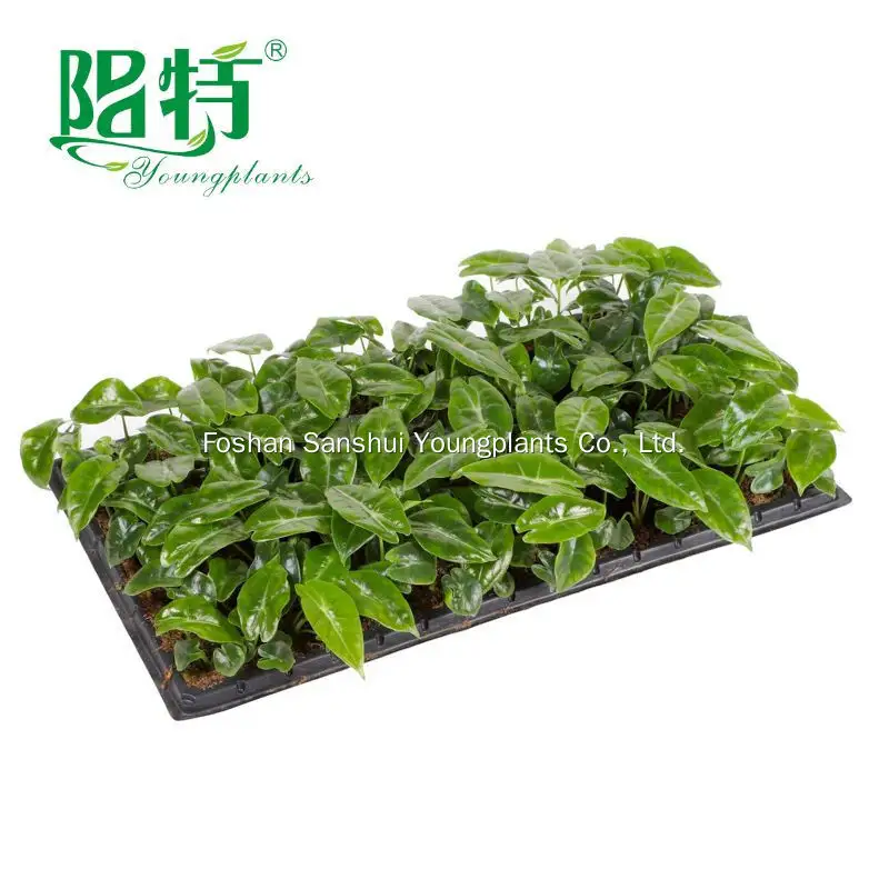 Silver Vein Alocasia - Tissue Culture Plants & Tray Liners 3