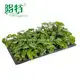 Silver Vein Alocasia - Tissue Culture Plants & Tray Liners 3