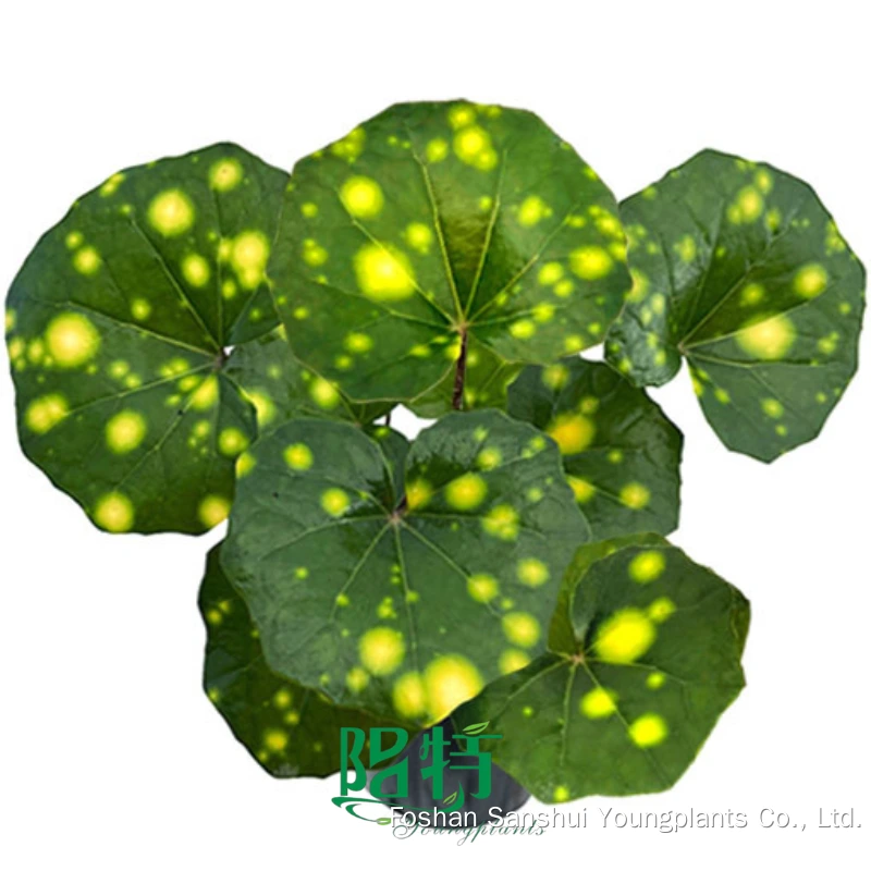 Foshan Youngplants | Farfugium japonicum 'Aureomaculatum' Special Tissue Culture Live Plants 1