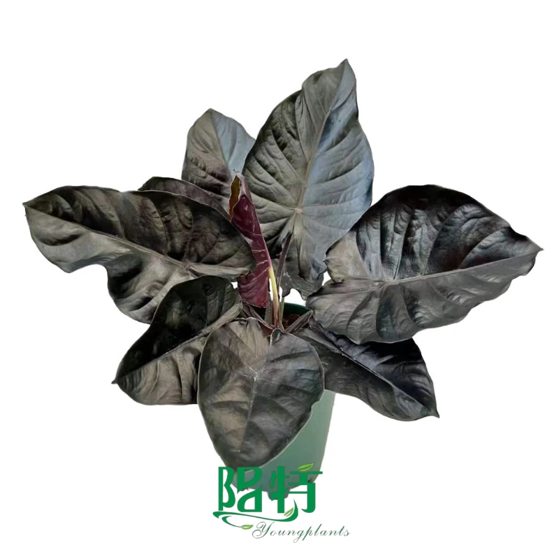 Foshan Youngplants | Alocasia infernalis Wholesale Tissue Culture Plants 1