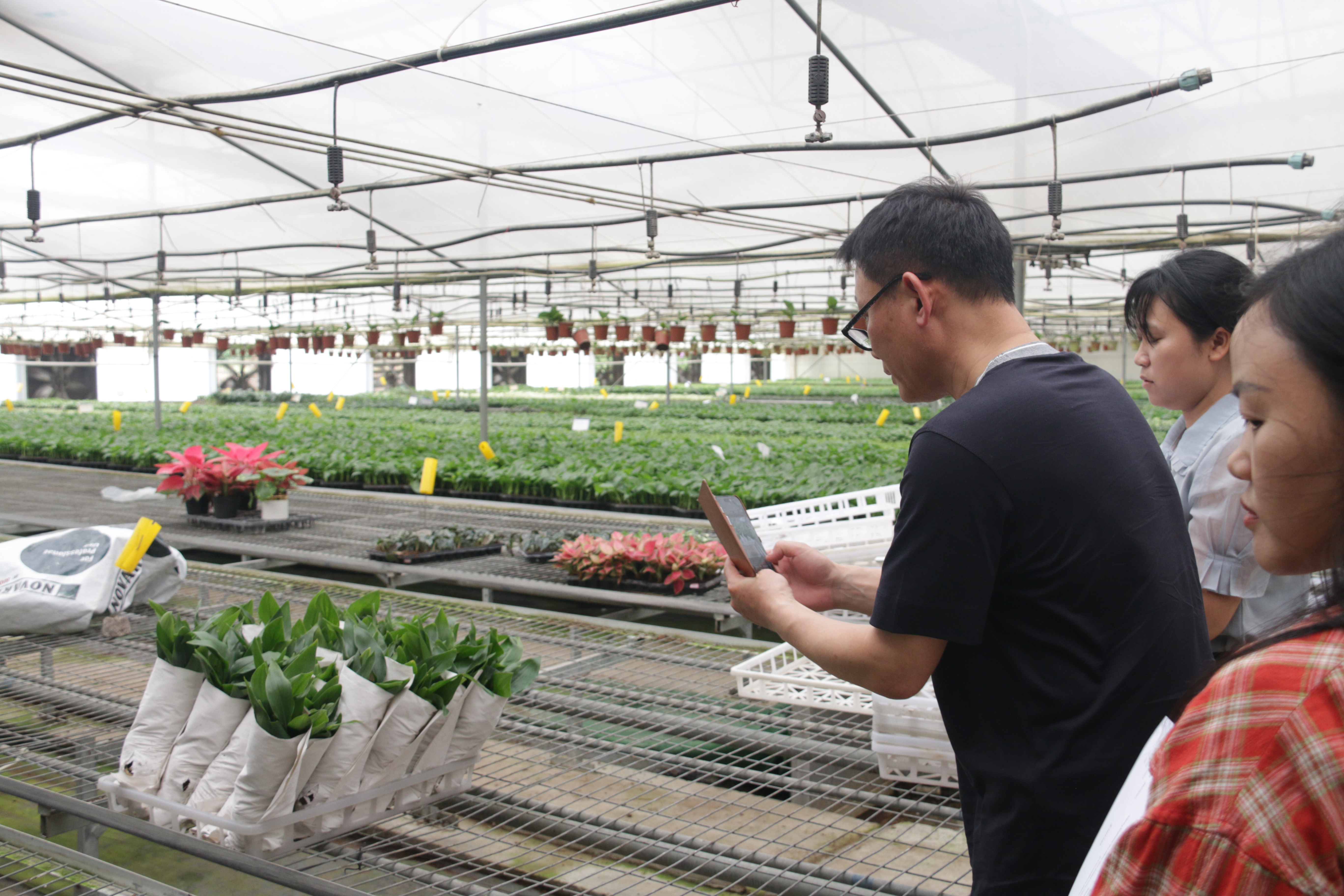 Foshan Youngplants | Vertrauen seit 2010: Ein genauer Blick auf unsere junge Pflanzenverpackung und neue Auswahlmöglichkeiten 1