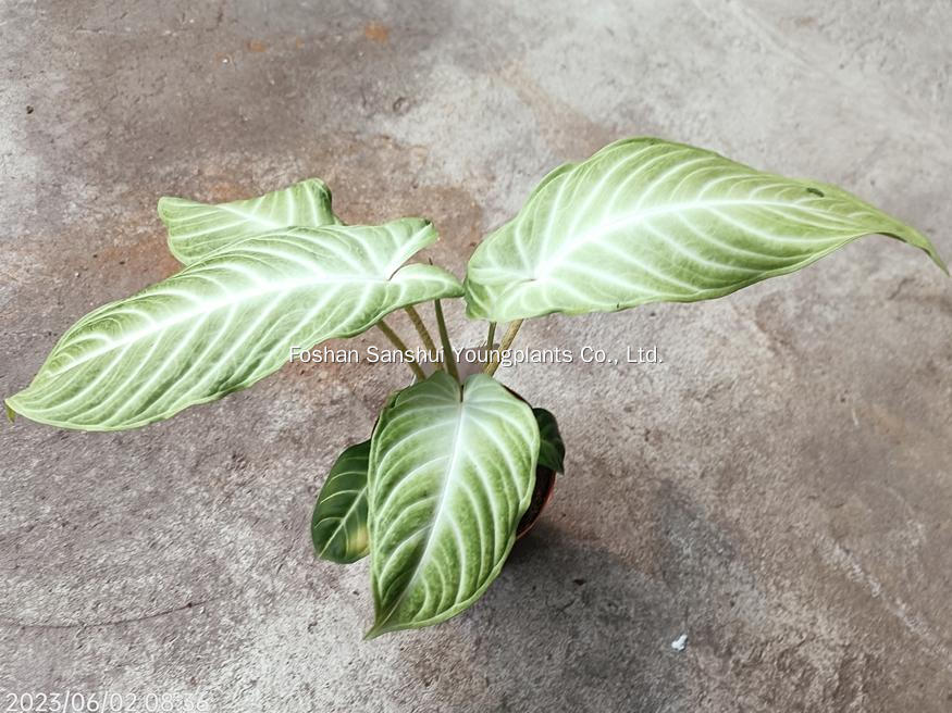 Foshan Youngplants | Novo Teste de Cultivar Cultivares de Tecidos - Xanthosoma lindenii 'Mint' 2