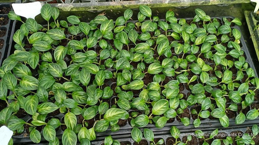 Foshan Youngplants | Novo Teste de Cultivar Cultivares de Tecidos - Xanthosoma lindenii 'Mint' 4