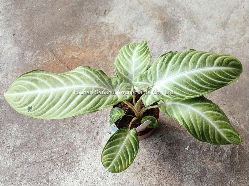 Foshan Youngplants | Novo Teste de Cultivar Cultivares de Tecidos - Xanthosoma lindenii 'Mint' 1